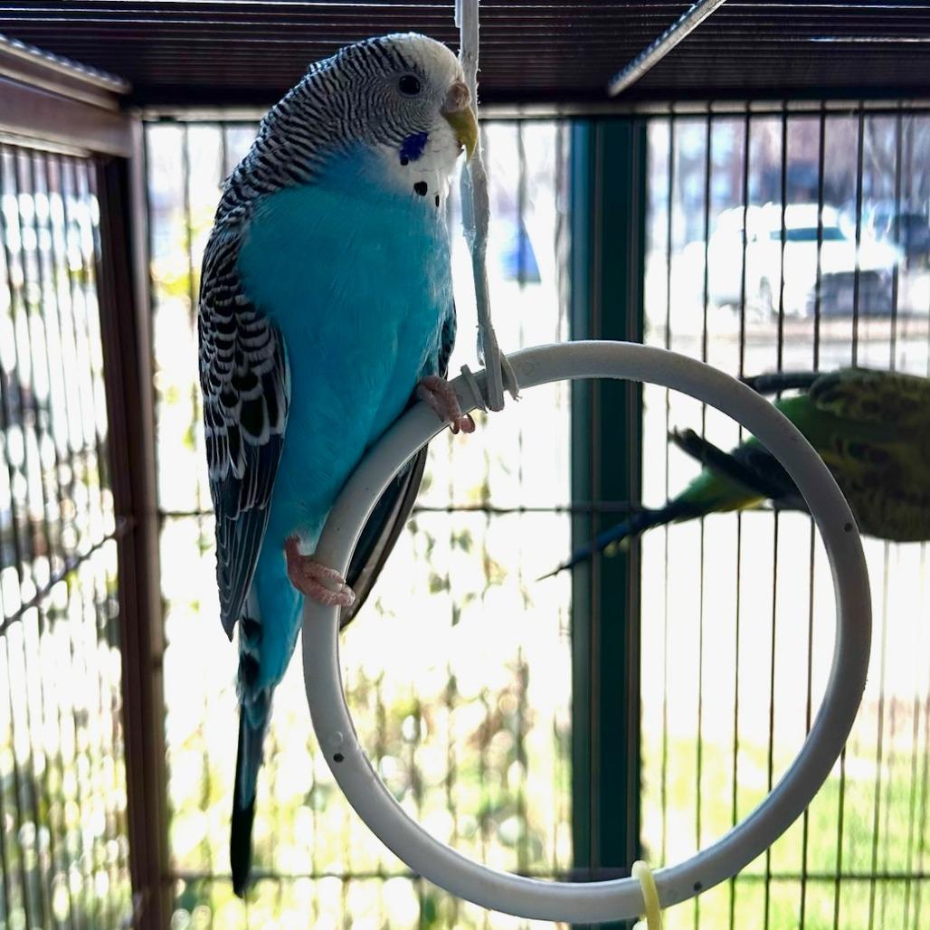 Merlin with Archie-in foster- 50% off, a Adoptable Parakeet (Other) in Springfield, MA image 2/2