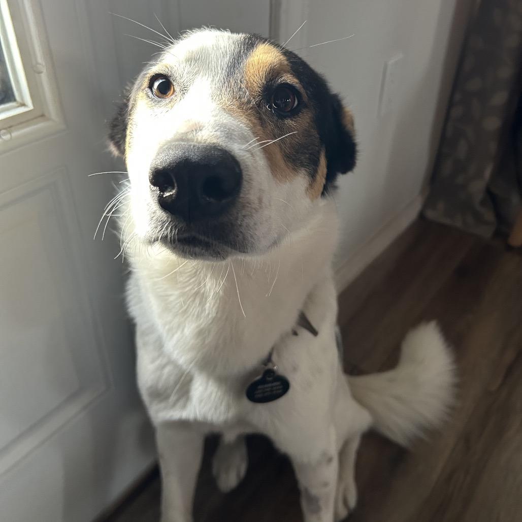 Archie — thumbnail 3