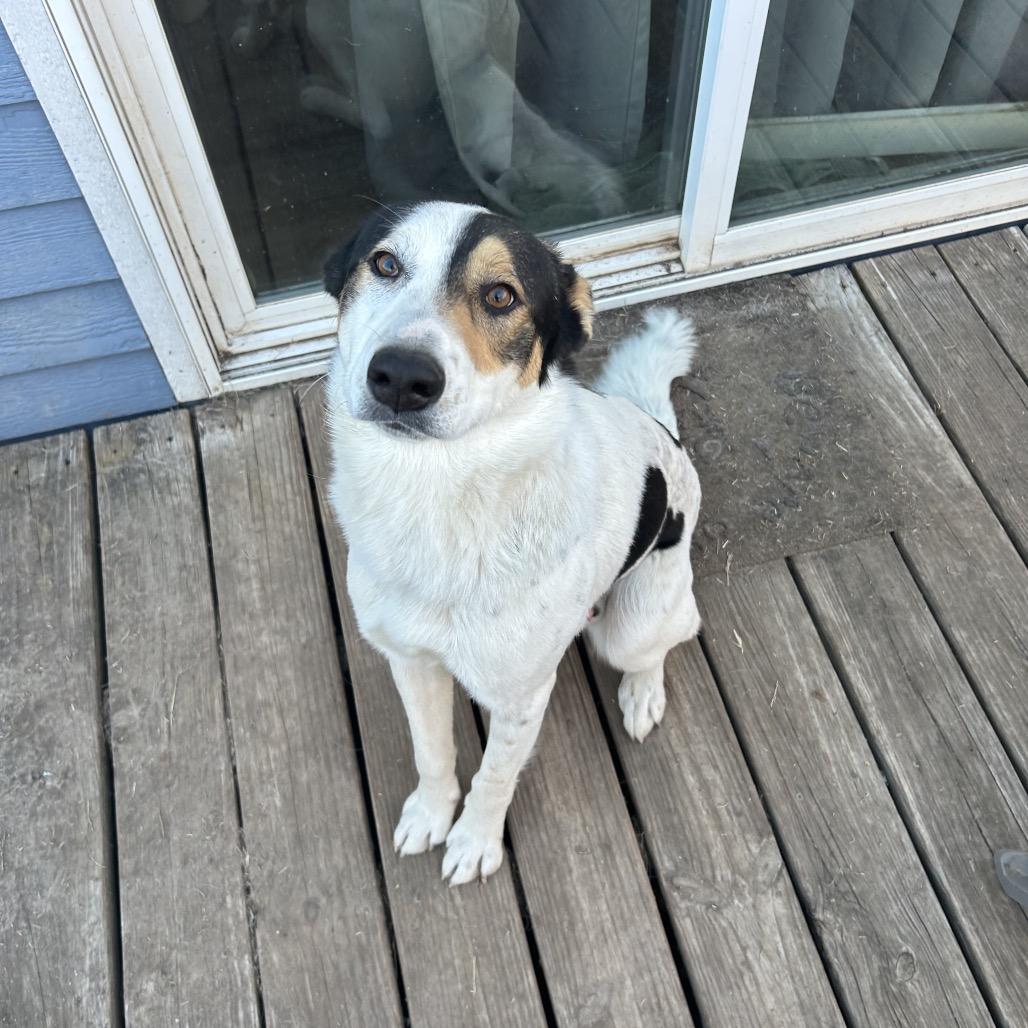 Archie — thumbnail 4