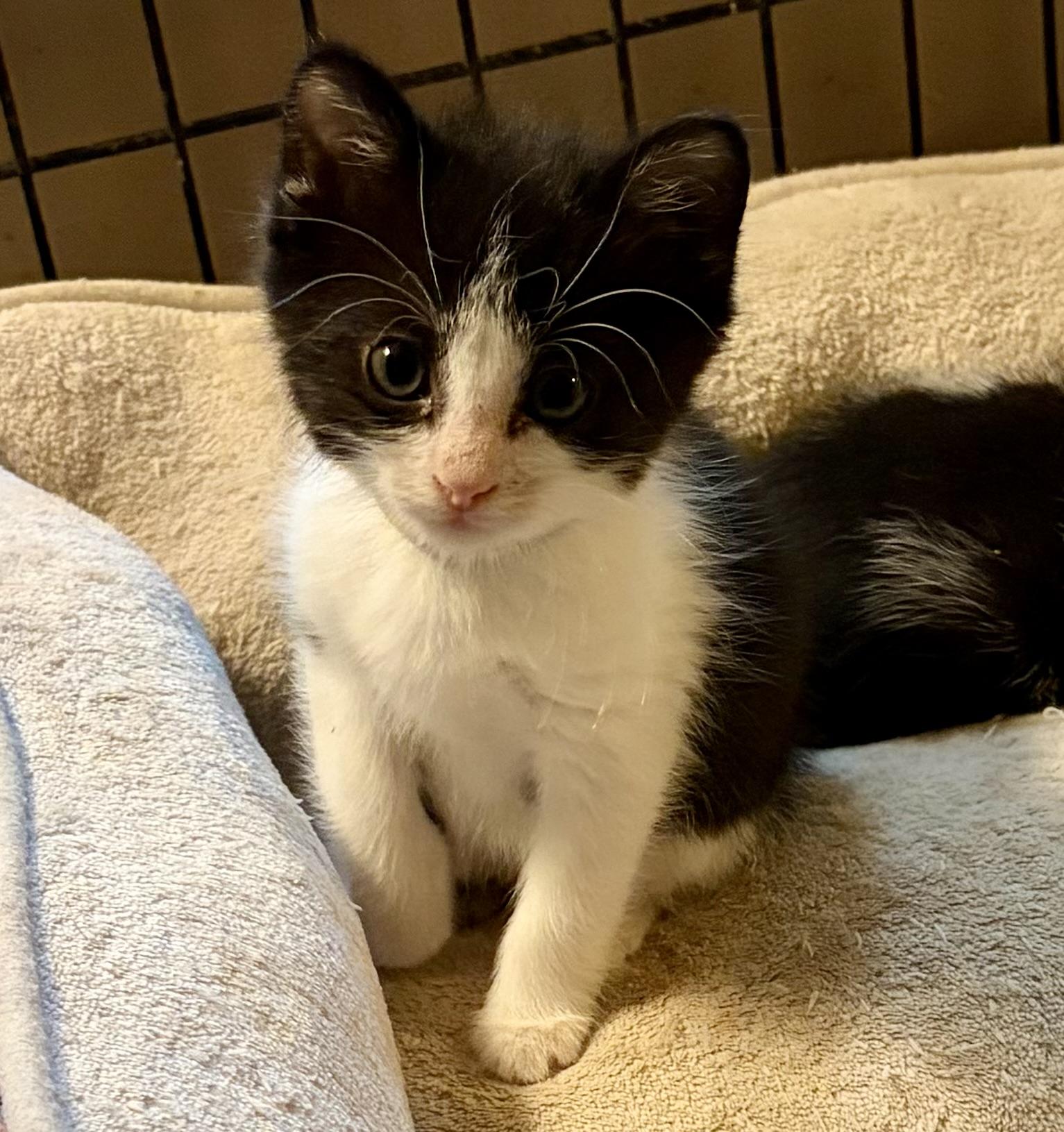 Enlarge Danny, a Adoptable Domestic Short Hair in Houghton Lake, MI image 2/3