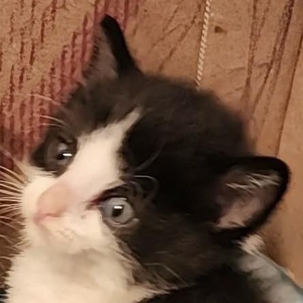 Danny, Adoptable, Kitten Male Domestic Short Hair.