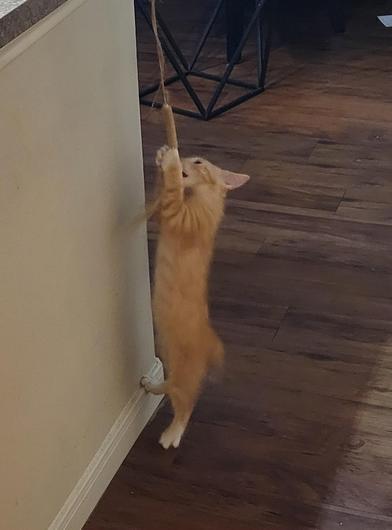 Shiba
