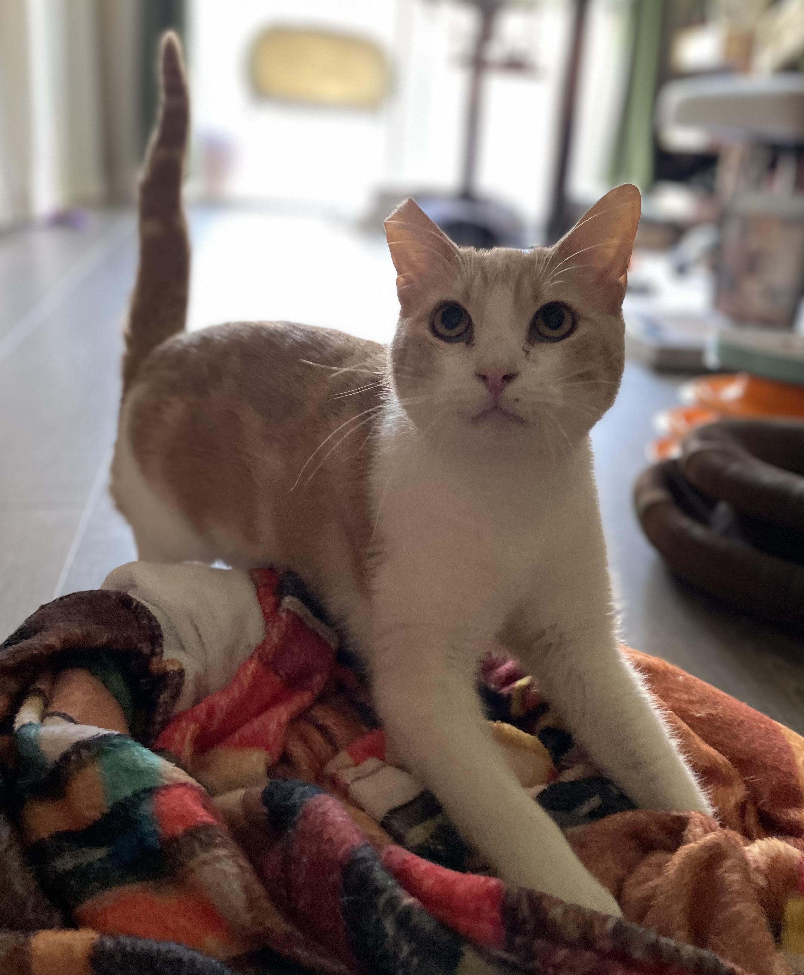 George, a Adoptable Domestic Short Hair in Sherman Oaks, CA image 3/4