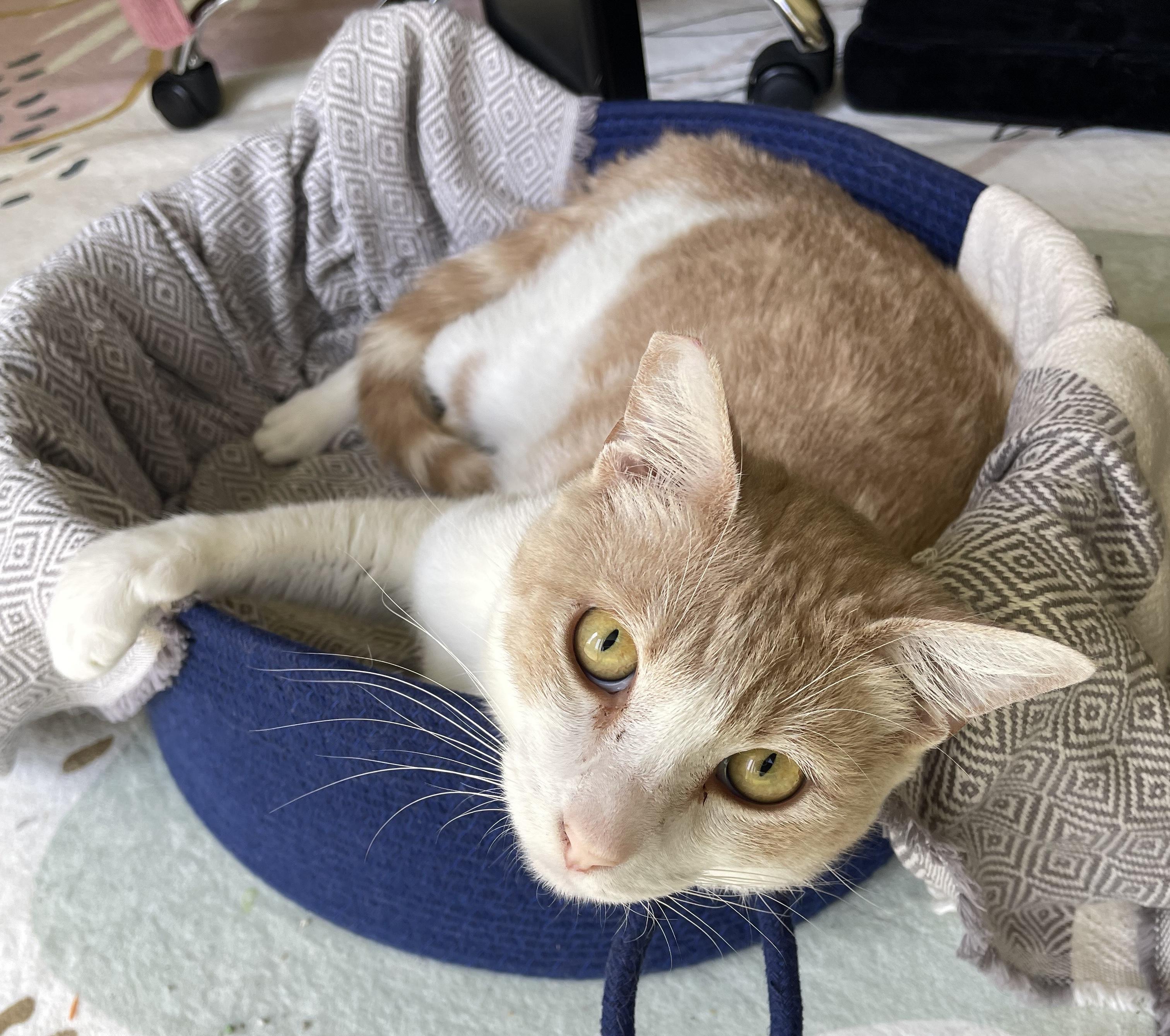 George, a Adoptable Domestic Short Hair in Sherman Oaks, CA image 4/4