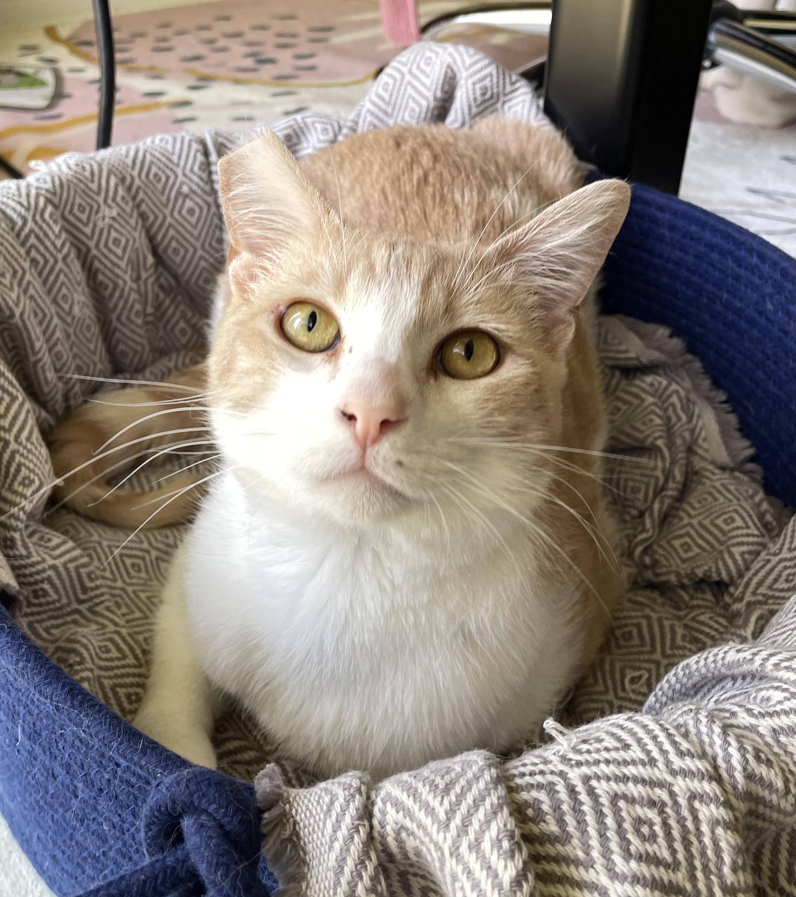 George, a Adoptable Domestic Short Hair in Sherman Oaks, CA image 1/4