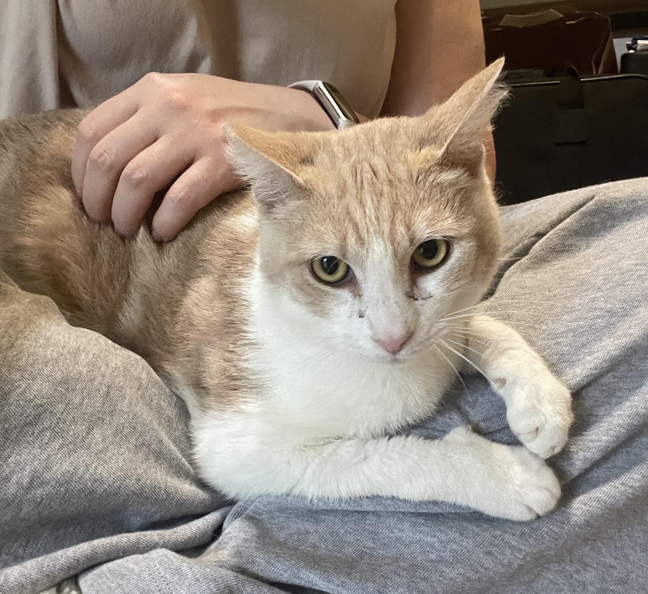 George, a Adoptable Domestic Short Hair in Sherman Oaks, CA image 2/4