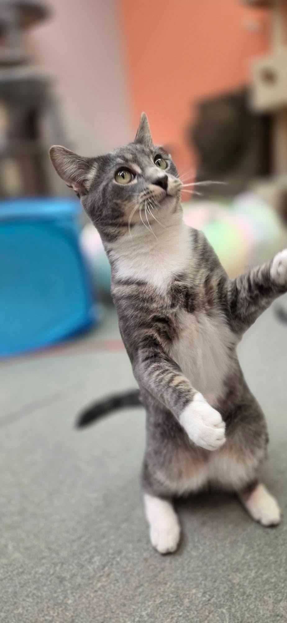 Enlarge CRACKLE, a Adoptable Domestic Short Hair in Hartville, OH image 6/6