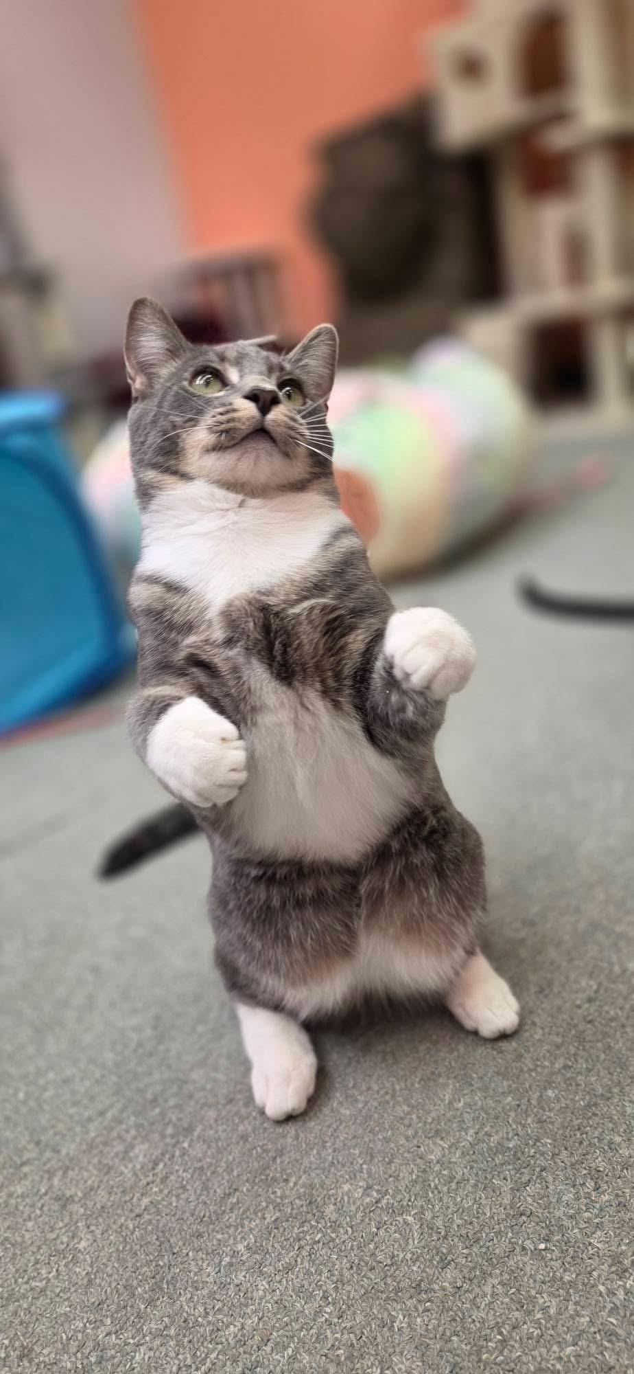 Enlarge CRACKLE, a Adoptable Domestic Short Hair in Hartville, OH image 1/6