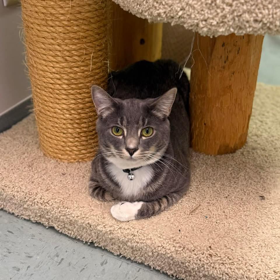 Enlarge CRACKLE, a Adoptable Domestic Short Hair in Hartville, OH image 2/6