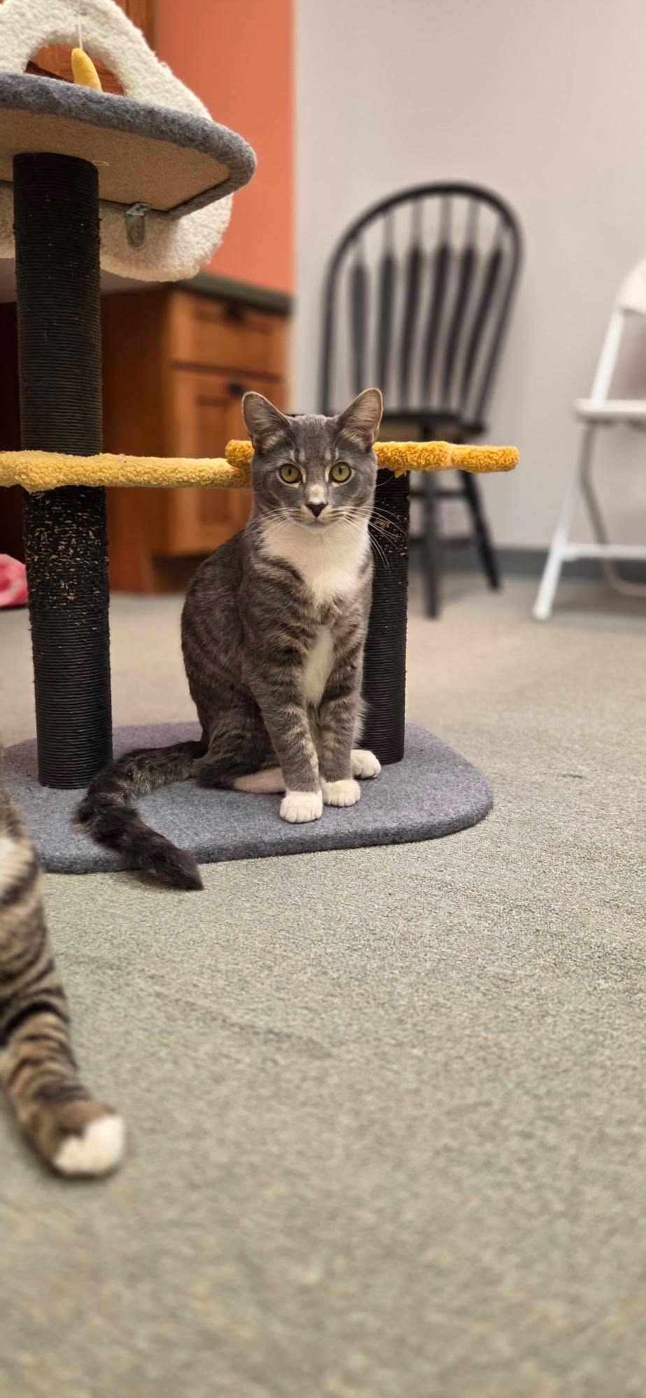 Enlarge CRACKLE, a Adoptable Domestic Short Hair in Hartville, OH image 5/6