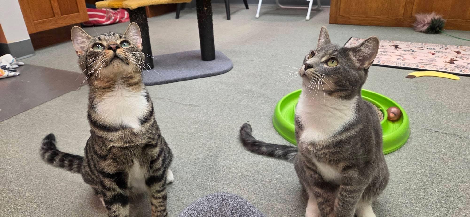 Enlarge CRACKLE, a Adoptable Domestic Short Hair in Hartville, OH image 4/6