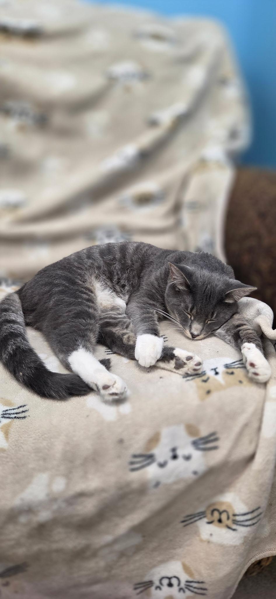 Enlarge CRACKLE, a Adoptable Domestic Short Hair in Hartville, OH image 3/6