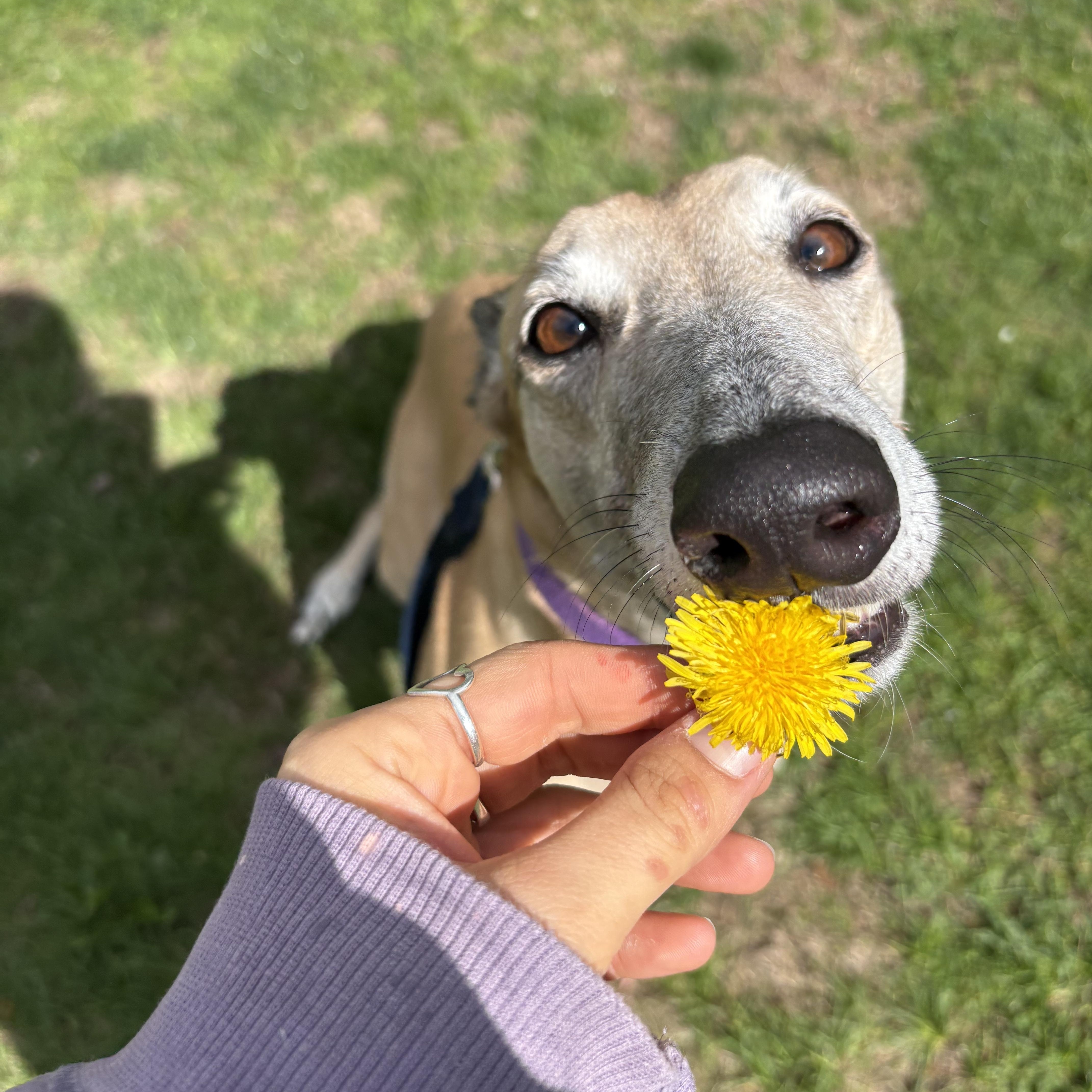Enlarge Gale, a Adoptable Greyhound in Swanzey, NH image 1/5