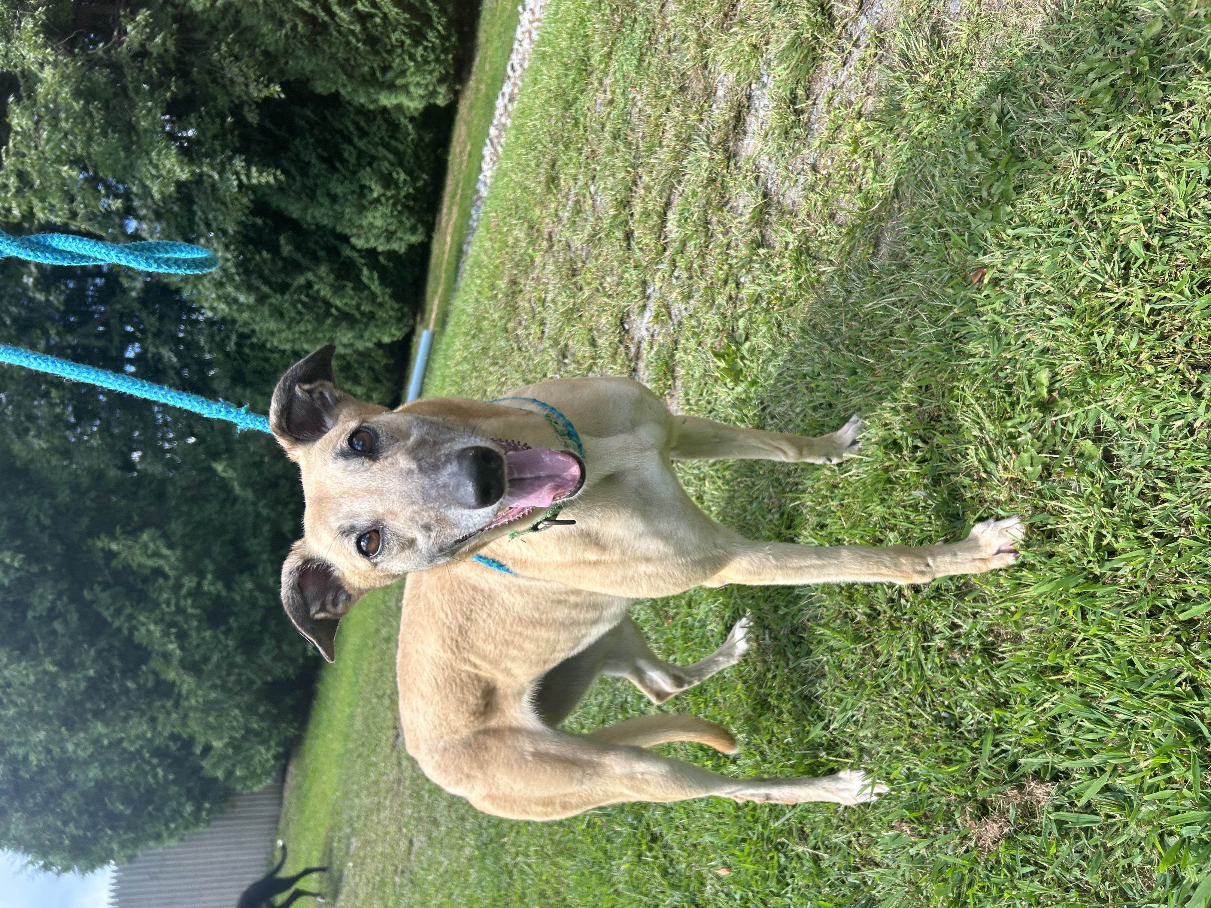 Gale, a Adoptable Greyhound in Swanzey, NH image 3/4