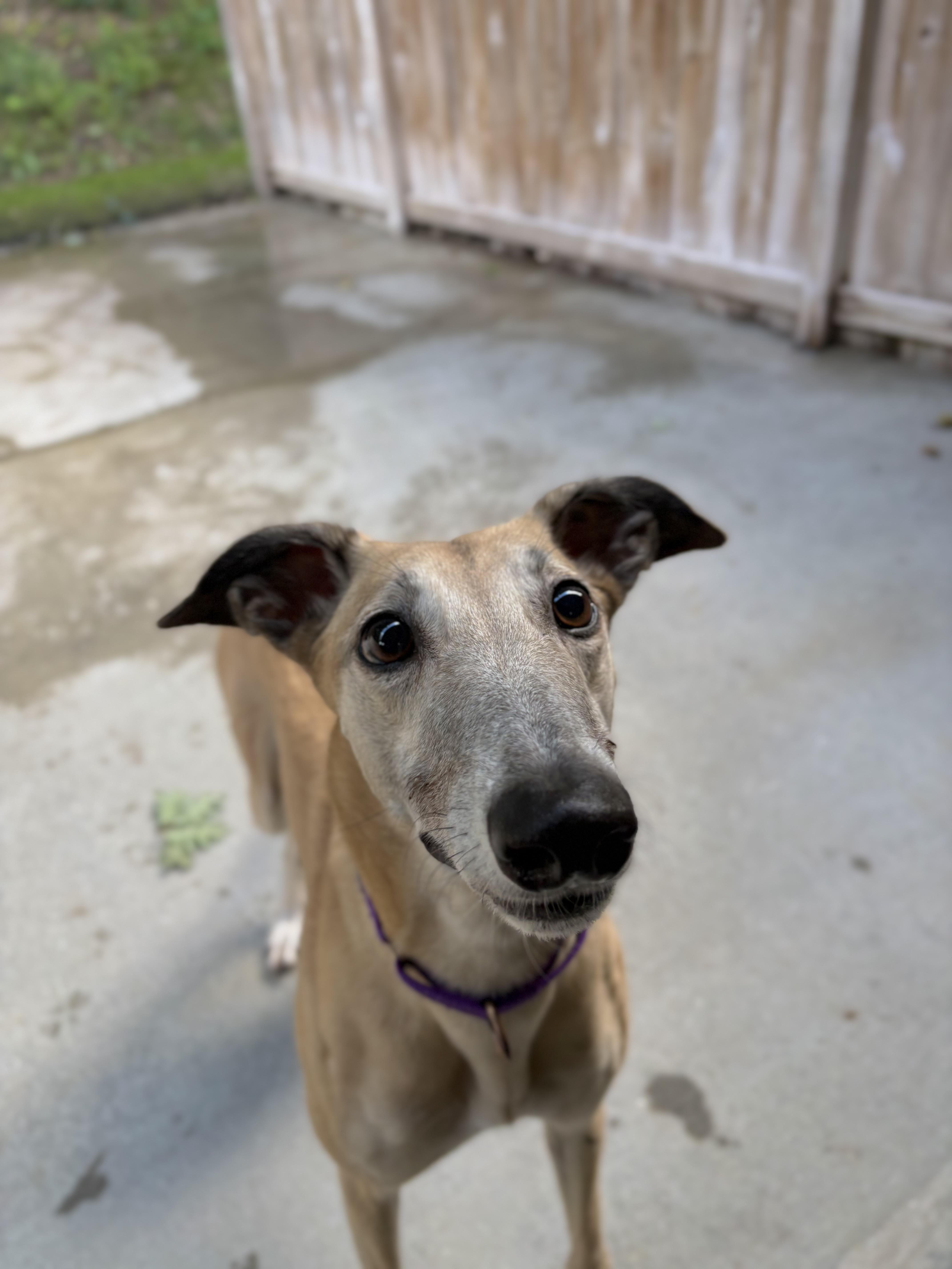 Enlarge Gale, a Adoptable Greyhound in Swanzey, NH image 2/5