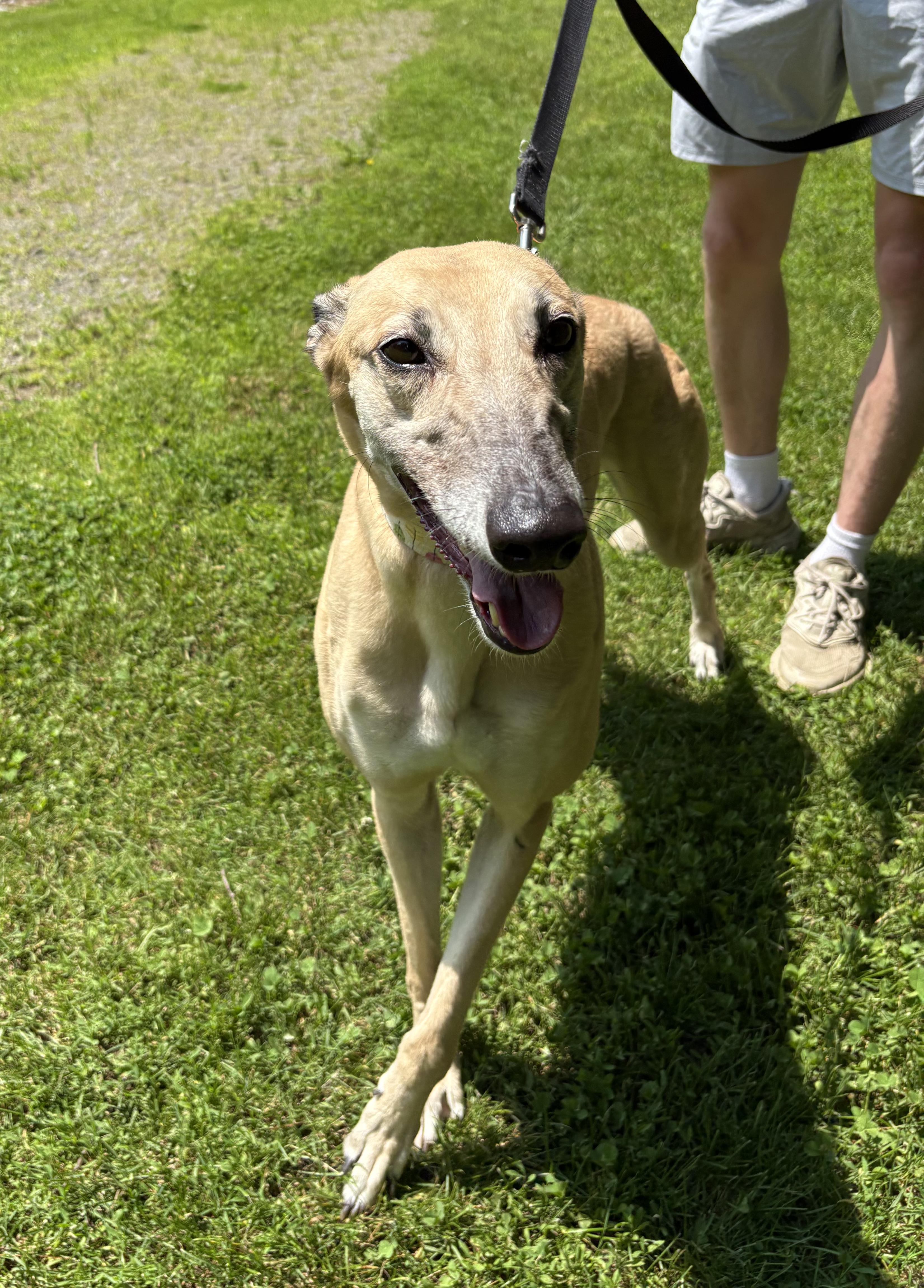 Gale, a Adoptable Greyhound in Swanzey, NH image 2/4