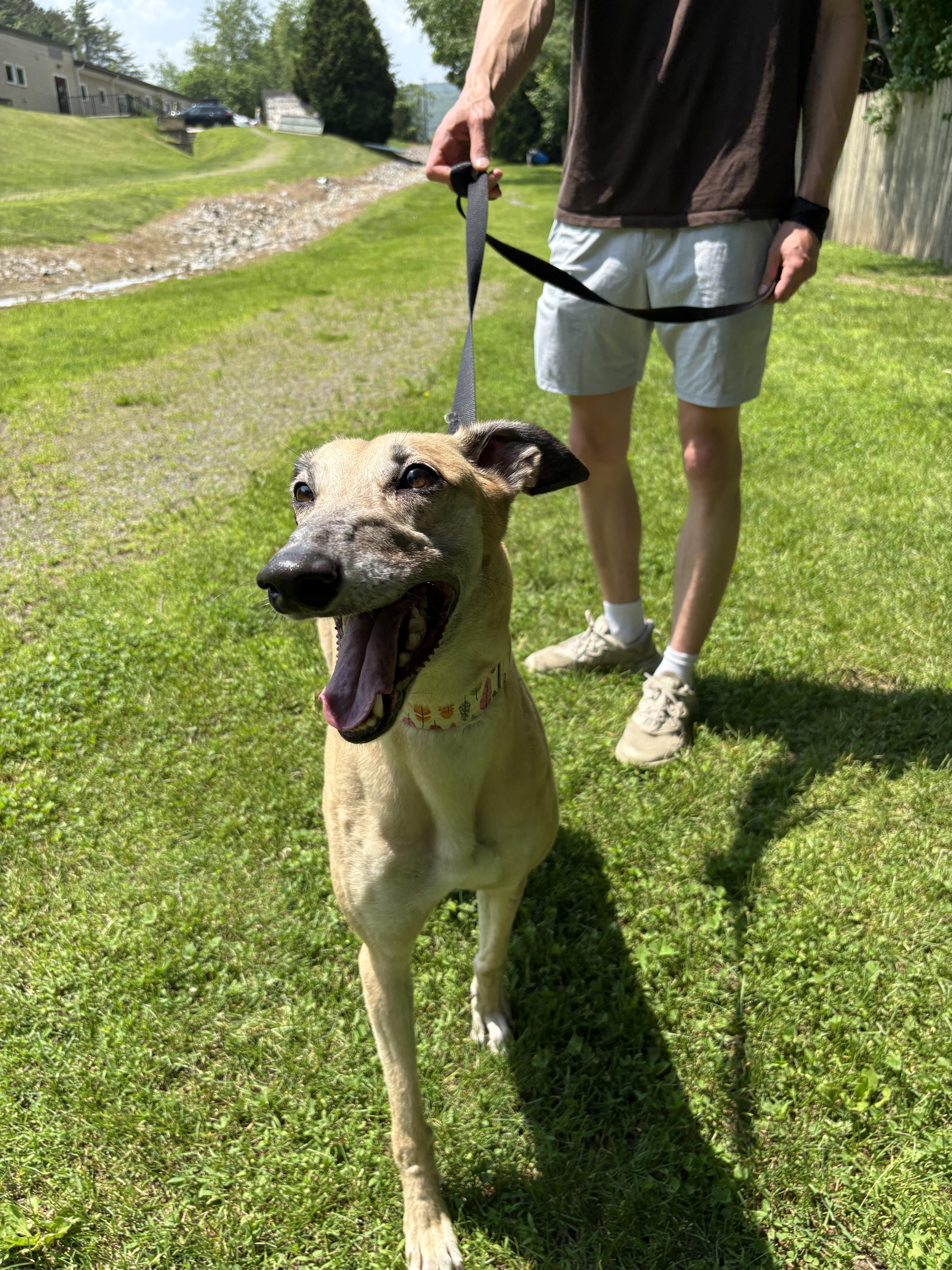 Gale, a Adoptable Greyhound in Swanzey, NH image 1/4