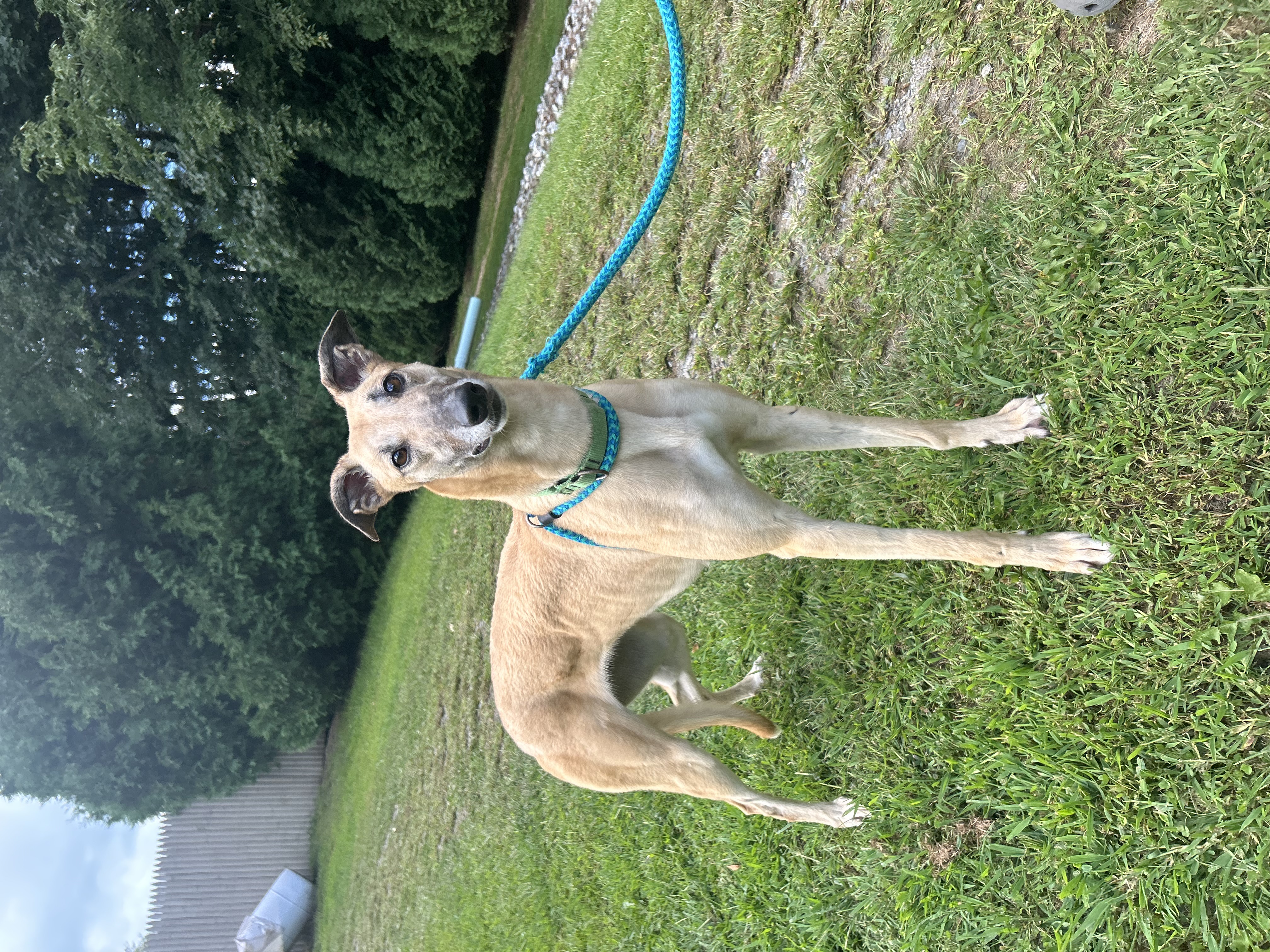 Gale, a Adoptable Greyhound in Swanzey, NH image 4/4
