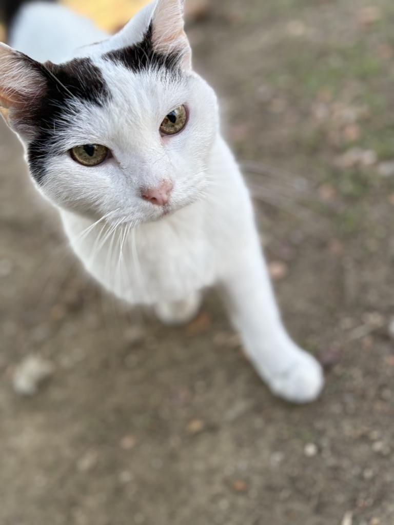 Dave, Adoptable, Adult Male Domestic Short Hair.