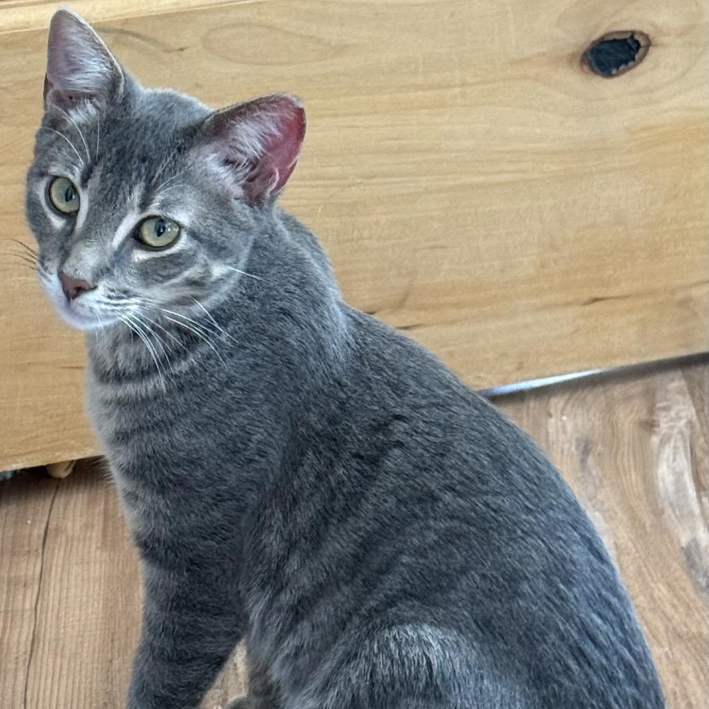 Dominic, Adoptable, Young Male Domestic Short Hair.