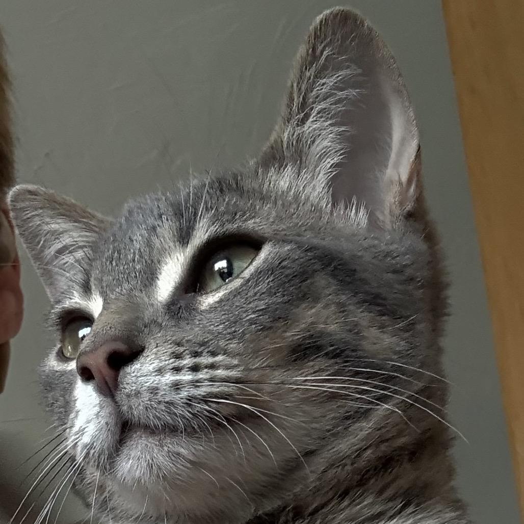 Enlarge Dominic, a Adoptable Domestic Short Hair in Denison, TX image 2/4