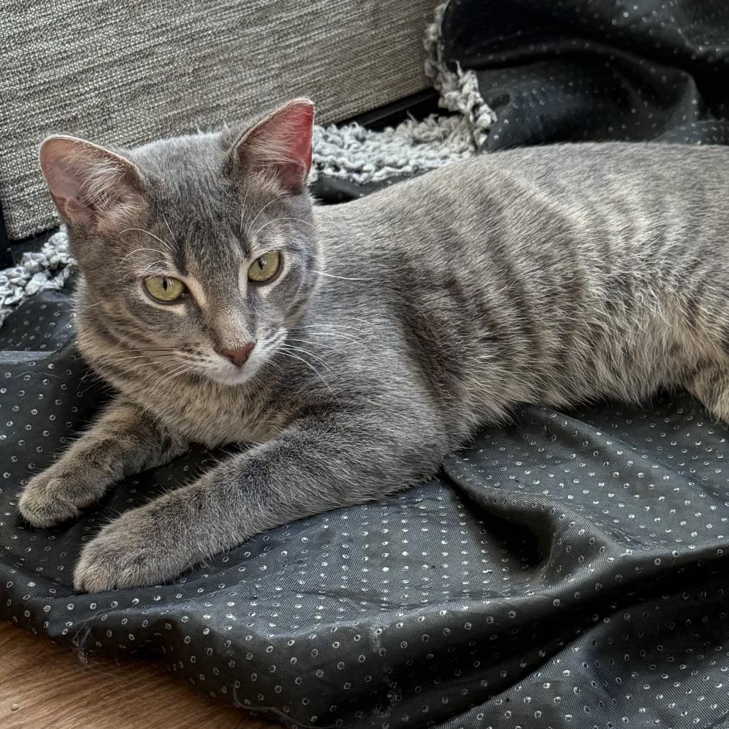 Enlarge Dominic, a Adoptable Domestic Short Hair in Denison, TX image 3/4