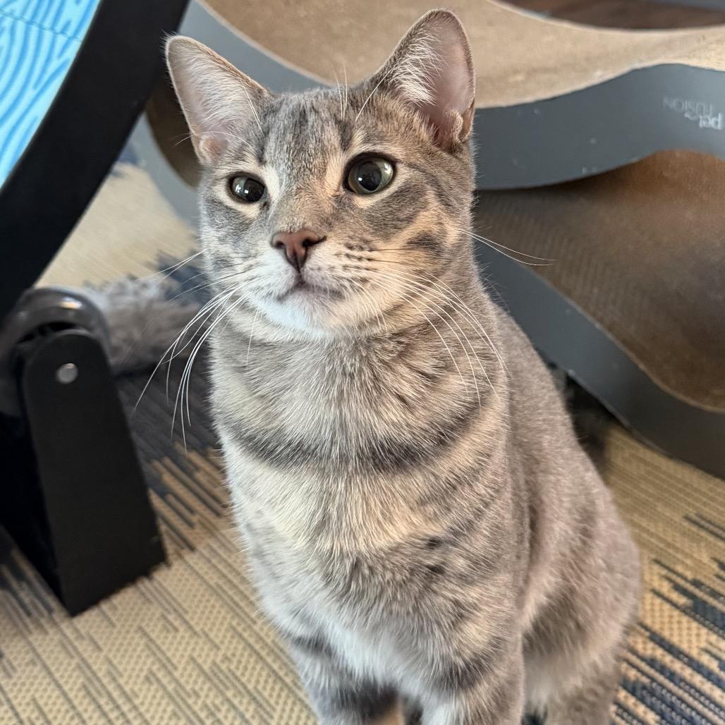 Enlarge Dominic, a Adoptable Domestic Short Hair in Denison, TX image 4/4