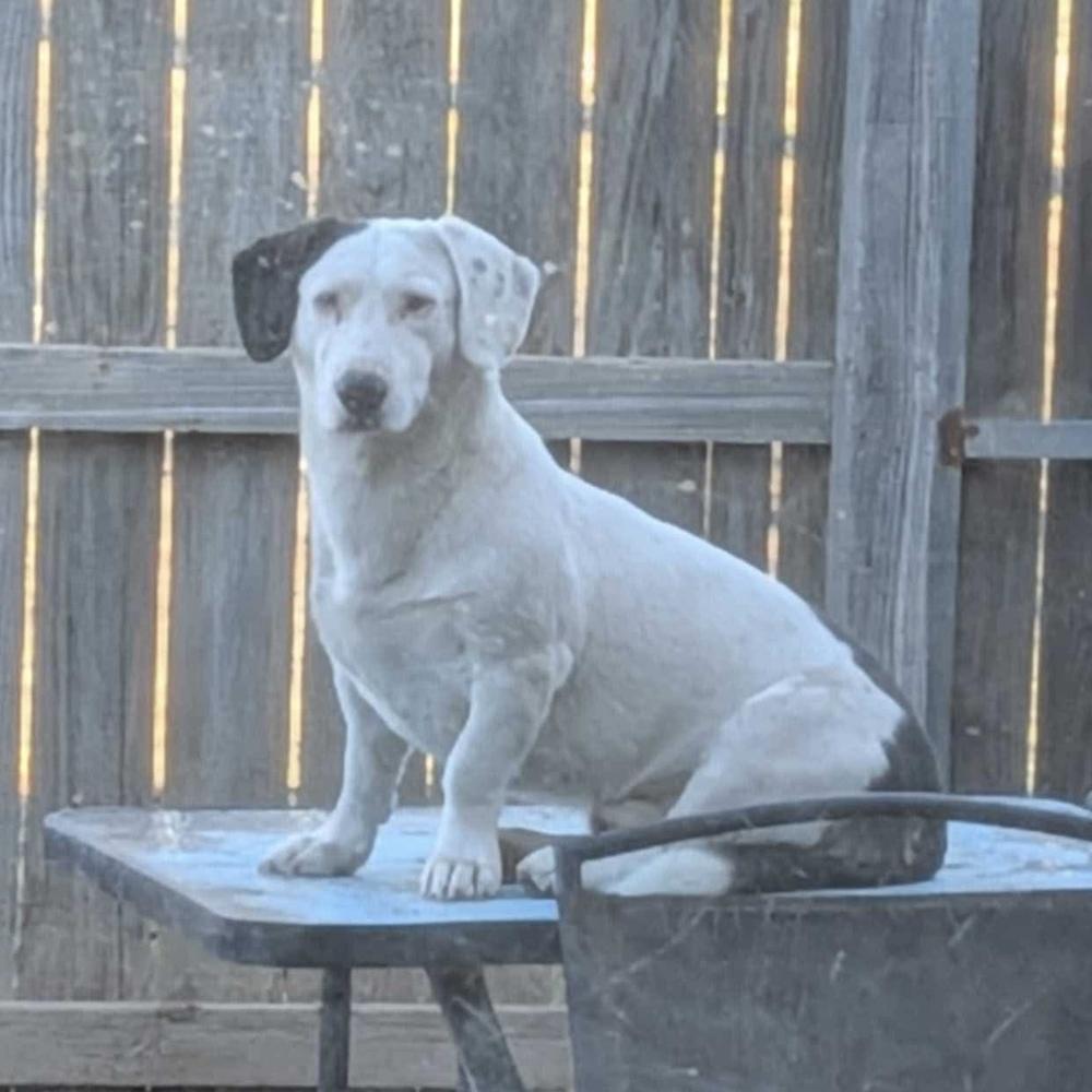 Enlarge Haymitch, a Adoptable mixed breed in Clovis, NM image 1/3