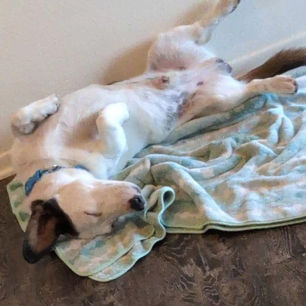 Enlarge Haymitch, a Adoptable mixed breed in Clovis, NM image 3/3