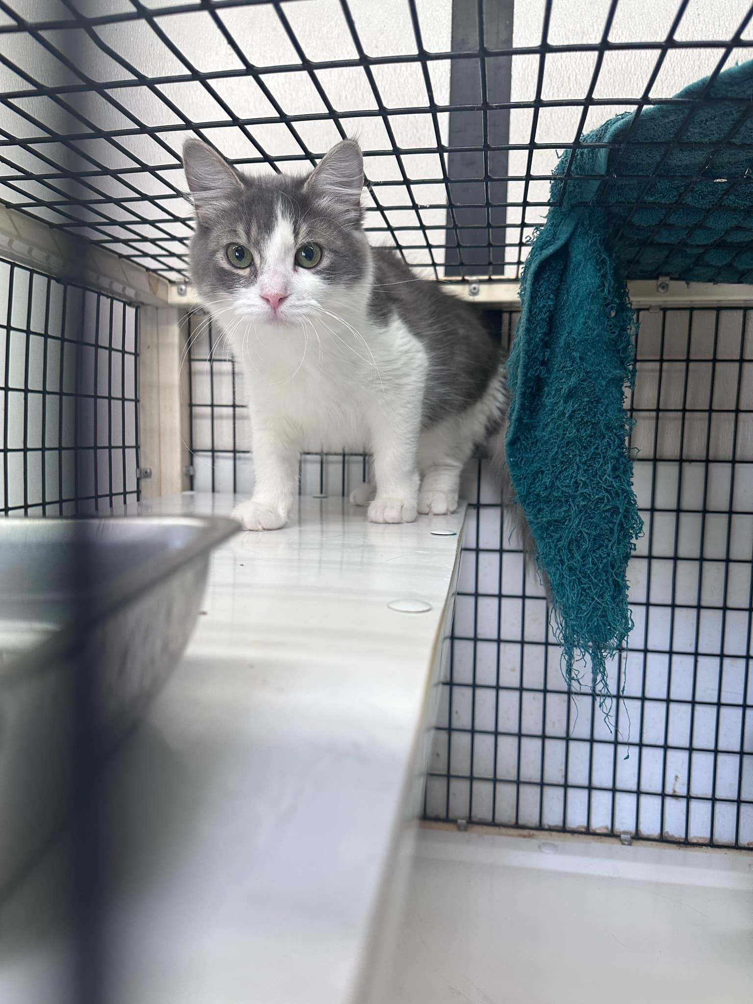 Ahoy, a Adoptable Domestic Long Hair in Graham, TX image 1/2