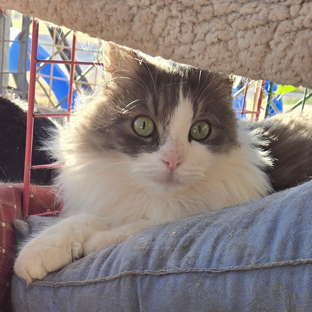 Ahoy, a Adoptable Domestic Long Hair in Graham, TX image 1/3
