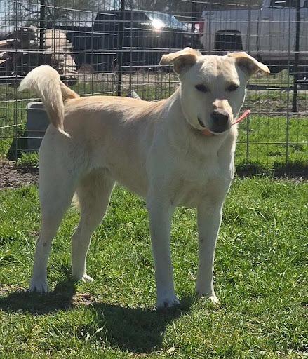Blanch, Adoptable, Adult Female Golden Retriever & Mixed Breed.