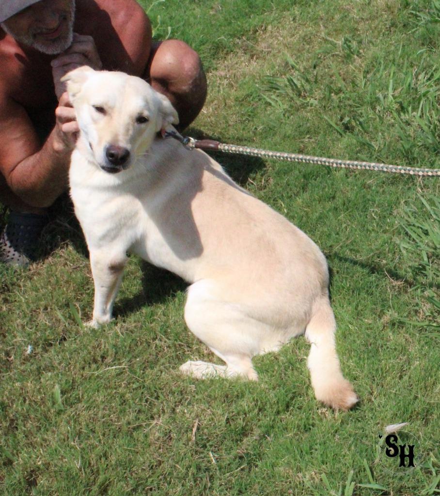 Enlarge Blanch, a Adoptable mixed breed in Kemp, TX image 2/5