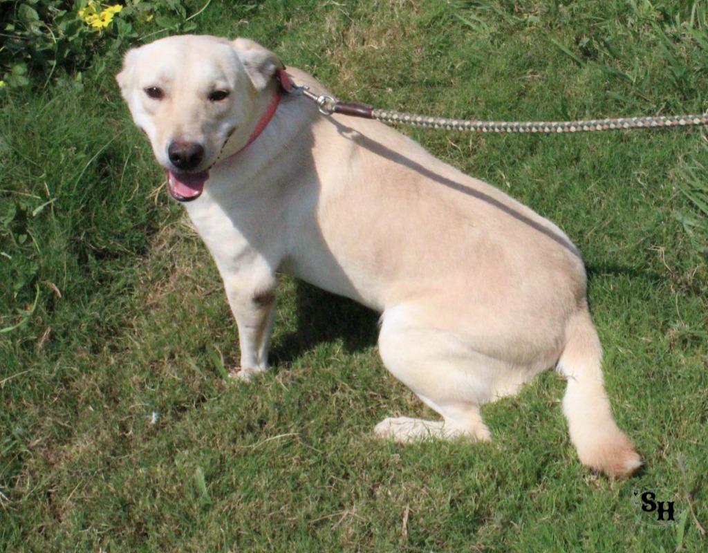 Enlarge Blanch, a Adoptable mixed breed in Kemp, TX image 3/5