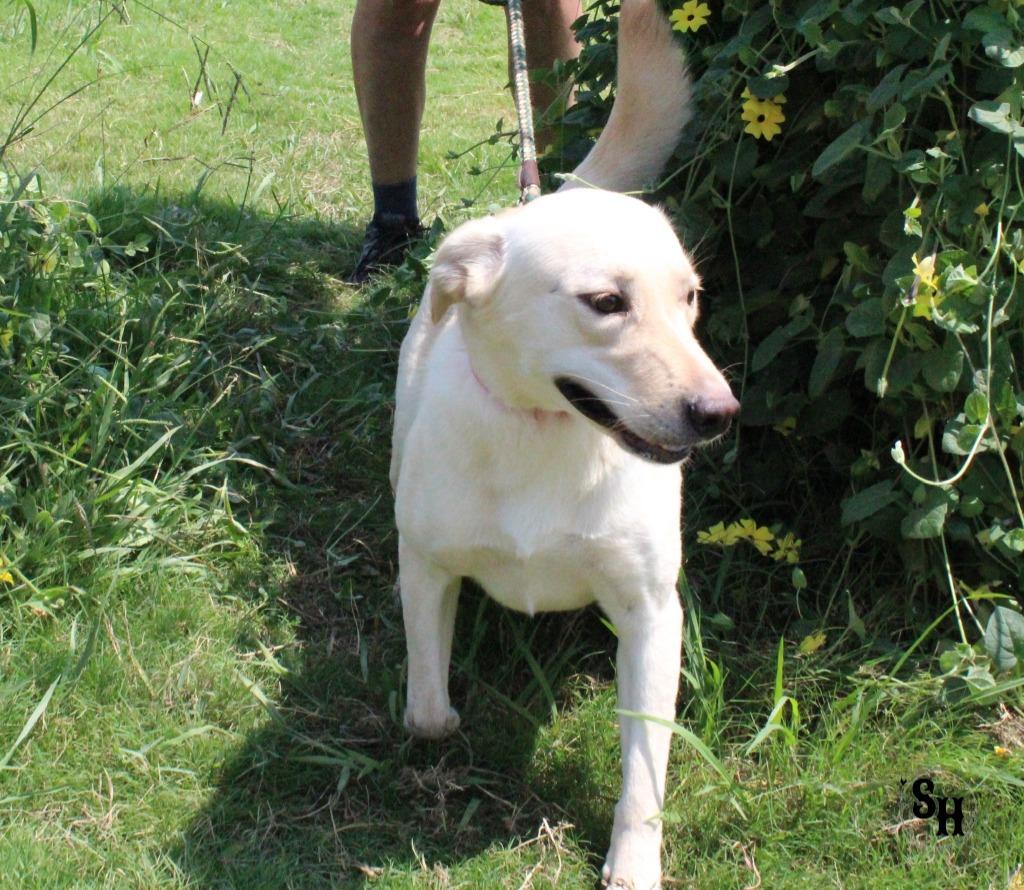Enlarge Blanch, a Adoptable mixed breed in Kemp, TX image 4/5