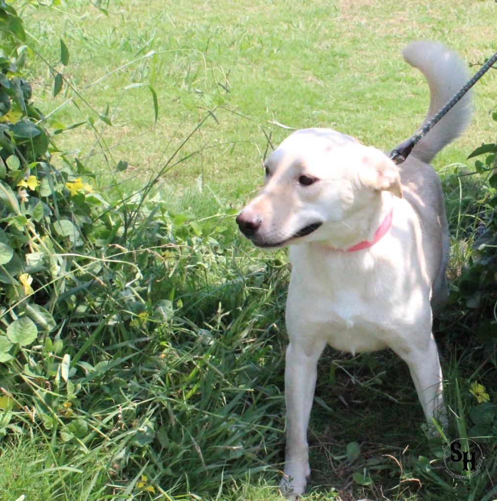 Enlarge Blanch, a Adoptable mixed breed in Kemp, TX image 5/5
