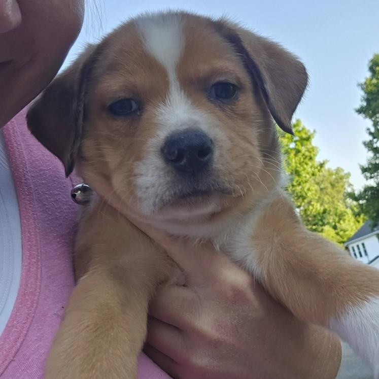 Enlarge Moose , a ADOPTABLE mixed breed in Concord, NC image 3/5
