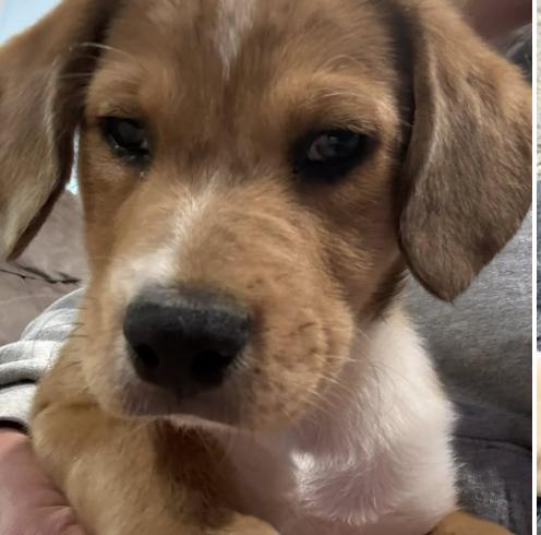 Enlarge Moose , a ADOPTABLE mixed breed in Concord, NC image 1/5