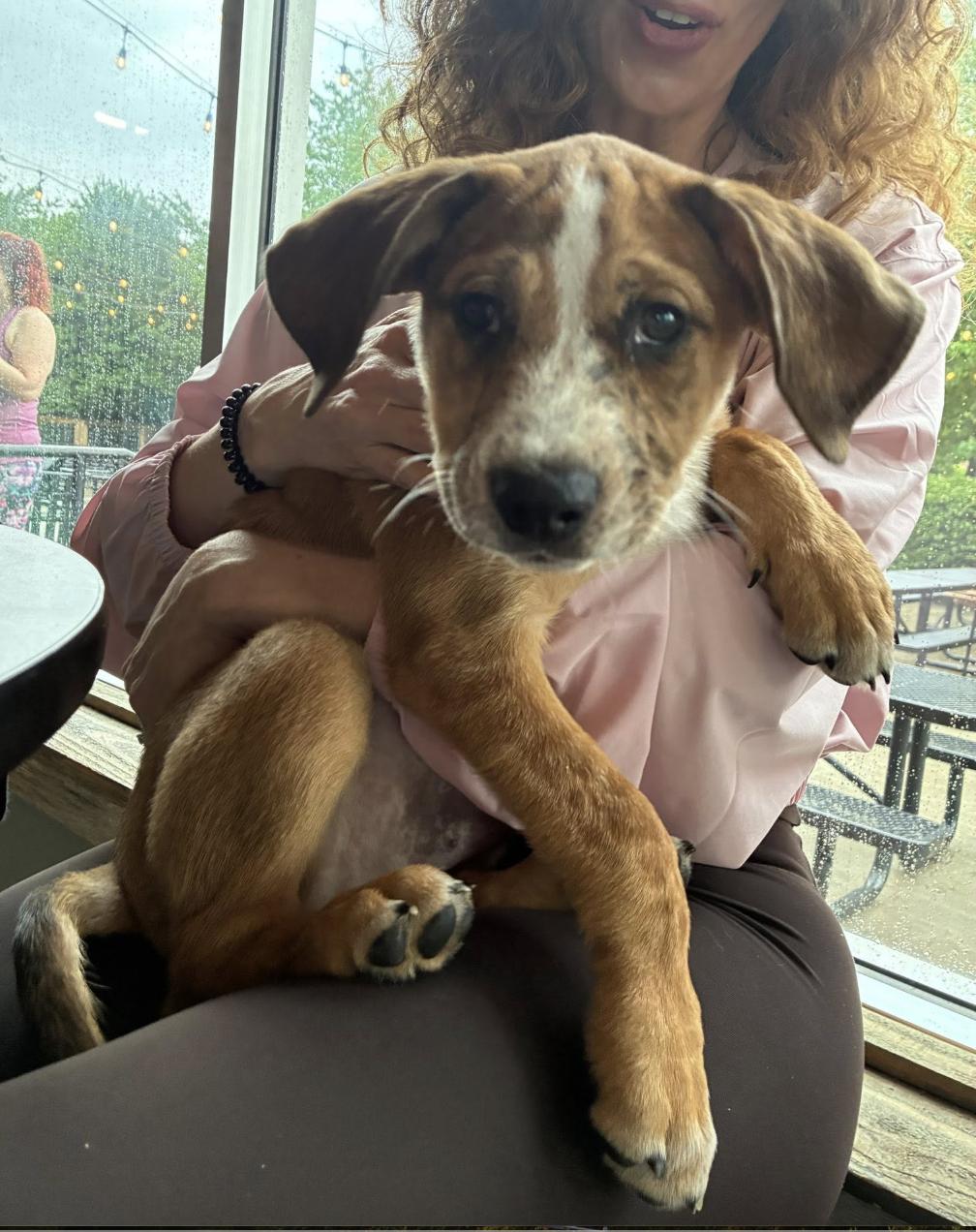Enlarge Moose , a ADOPTABLE mixed breed in Concord, NC image 2/5