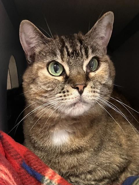SASHA, Adoptable, Senior Female Domestic Short Hair.