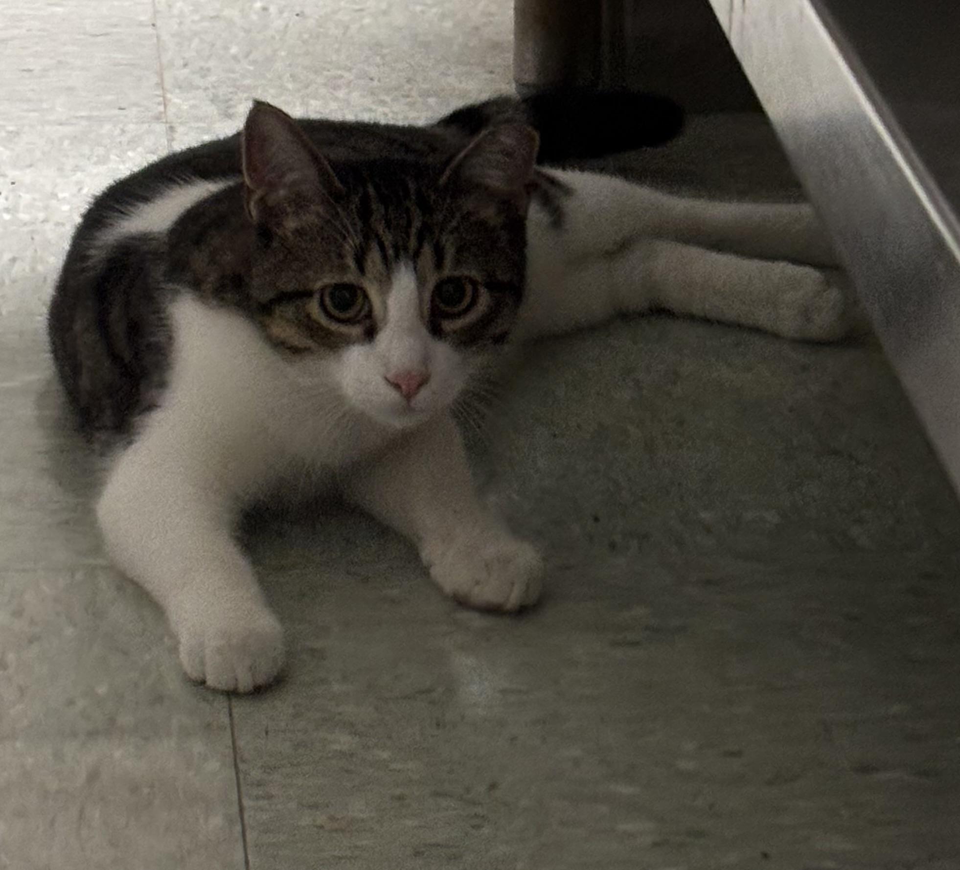 Enlarge Joe and Dot, a Adoptable Domestic Short Hair in Marblehead, MA image 2/4