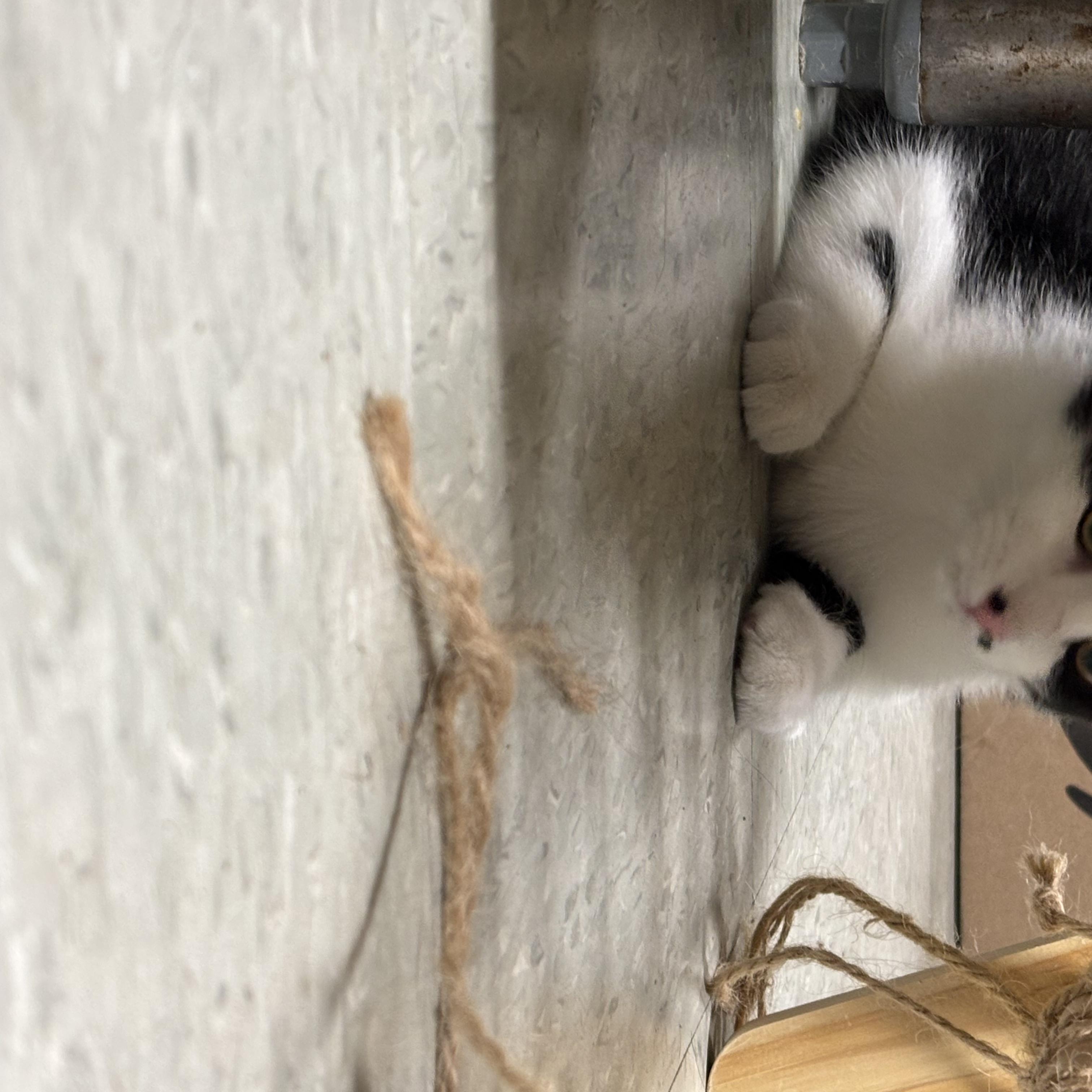 Enlarge Joe and Dot, a Adoptable Domestic Short Hair in Marblehead, MA image 3/4