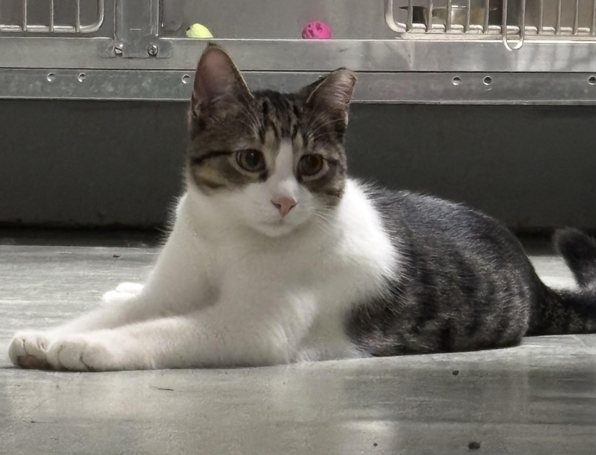 Enlarge Joe and Dot, a Adoptable Domestic Short Hair in Marblehead, MA image 1/4