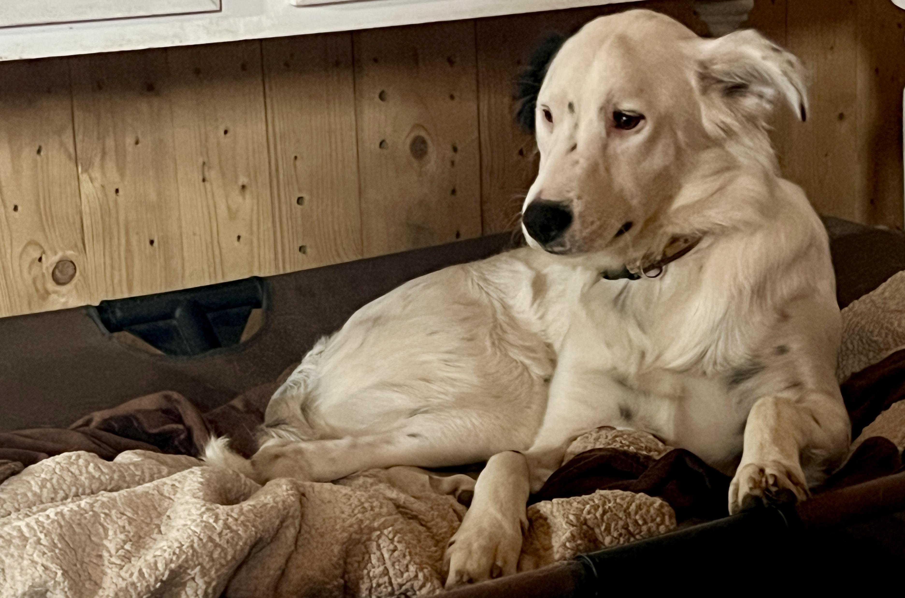 Enlarge Maddie, a ADOPTABLE mixed breed in Carlsbad, CA image 4/5