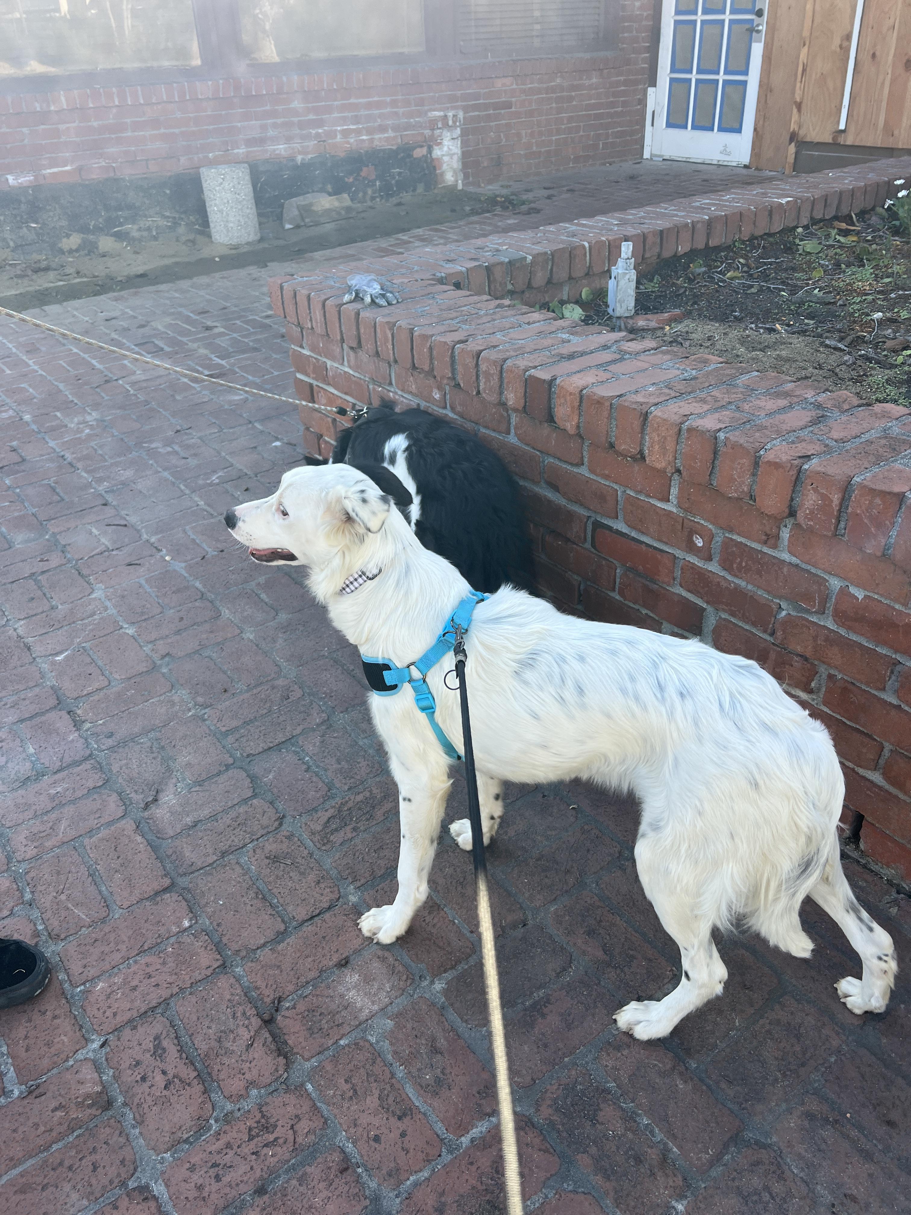 Enlarge Maddie, a ADOPTABLE mixed breed in Carlsbad, CA image 5/5