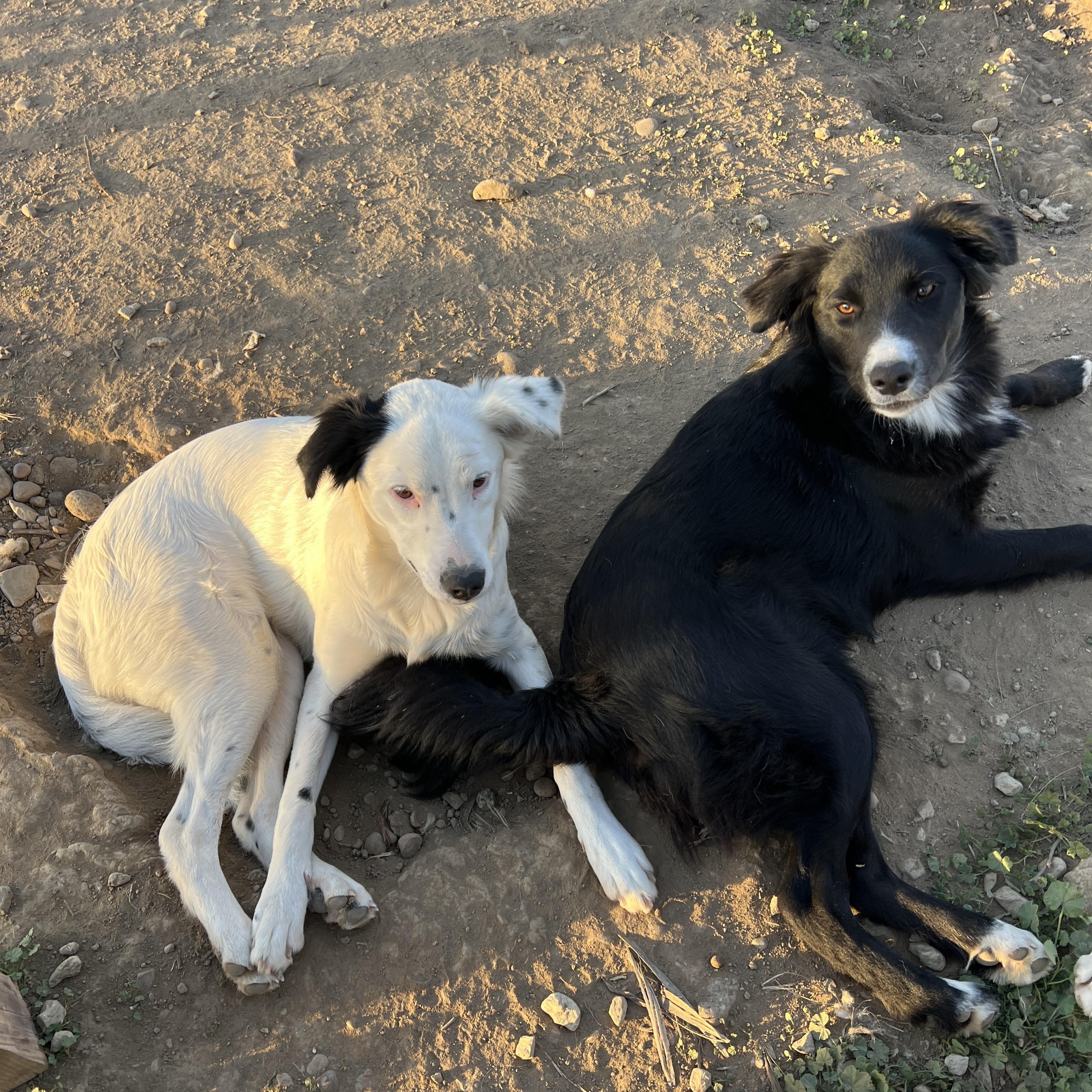 Enlarge Maddie, a ADOPTABLE mixed breed in Carlsbad, CA image 2/5