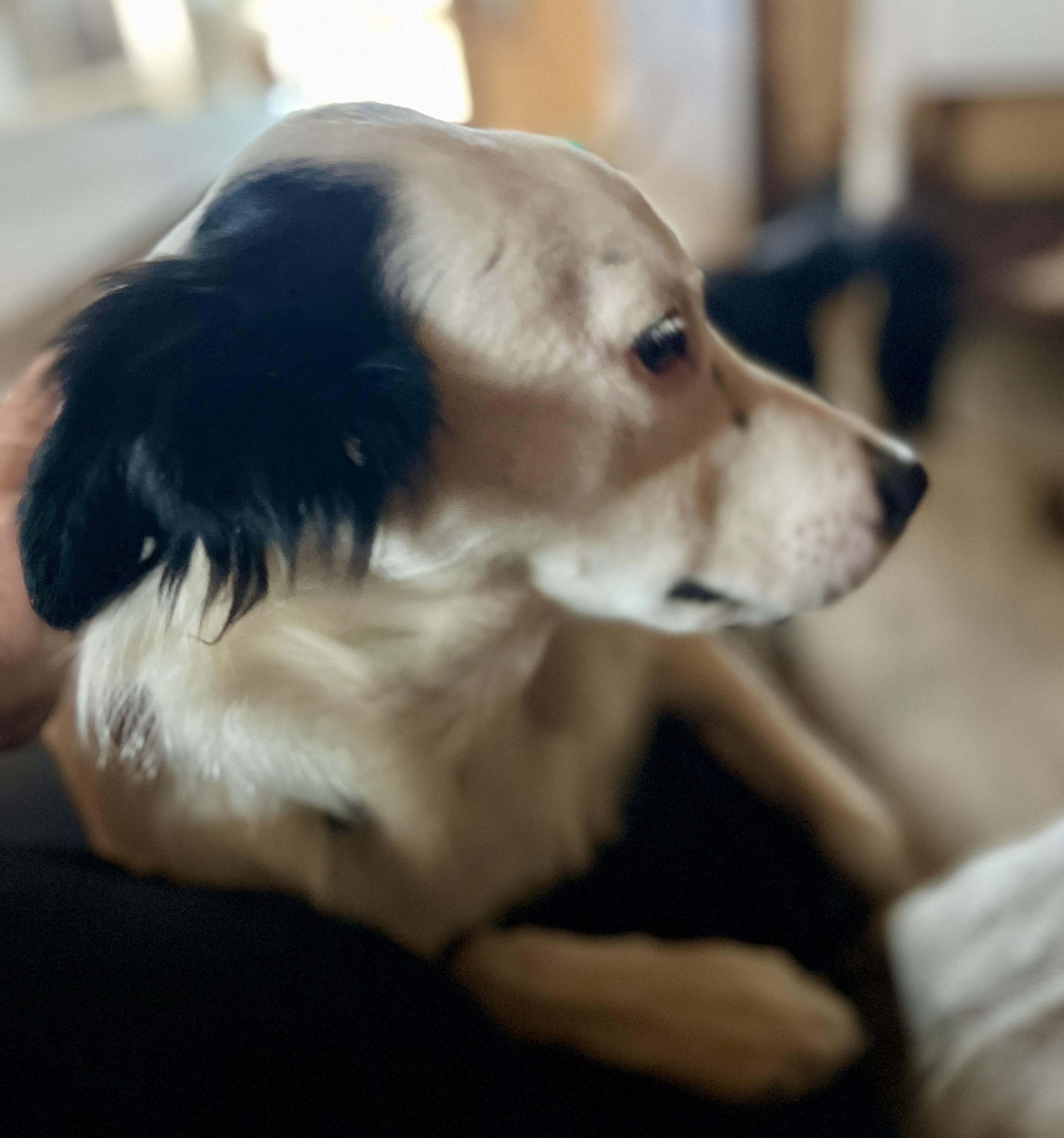 Enlarge Maddie, a ADOPTABLE mixed breed in Carlsbad, CA image 3/5