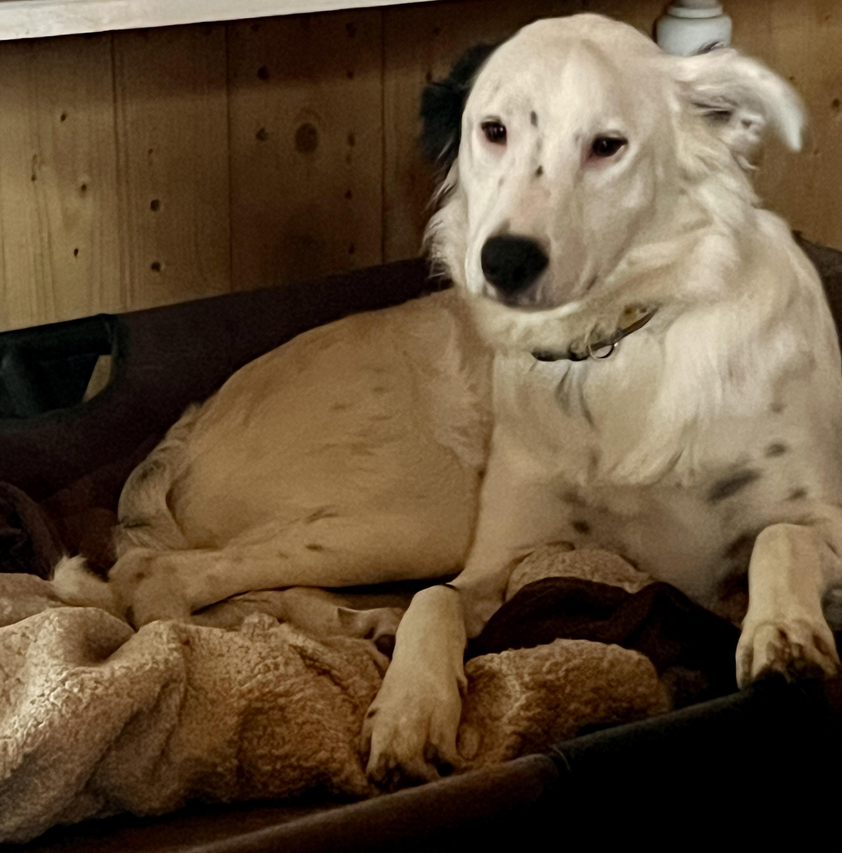 Enlarge Maddie, a ADOPTABLE mixed breed in Carlsbad, CA image 1/5