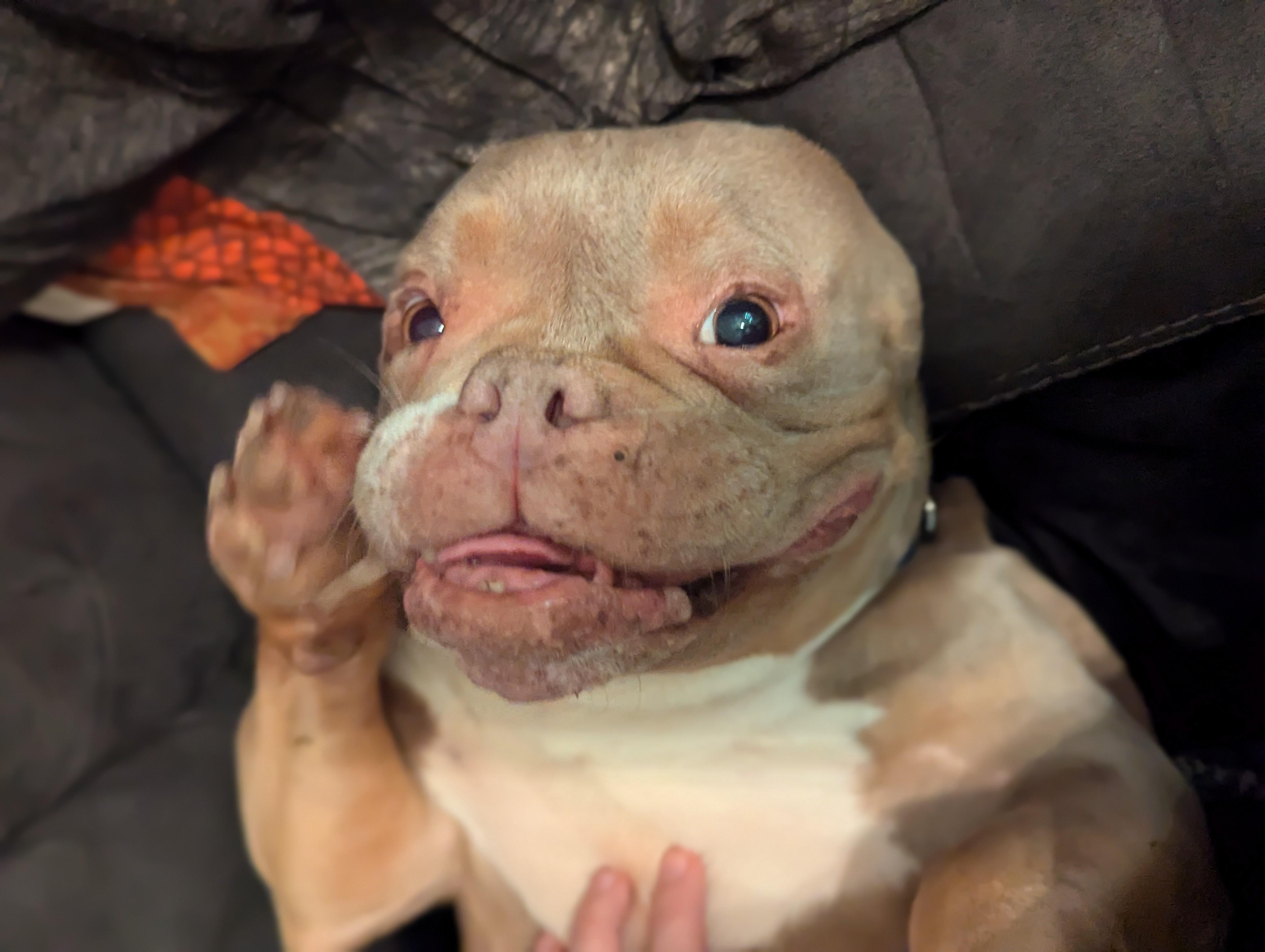 Enlarge Constance, a Adoptable mixed breed image 3/6