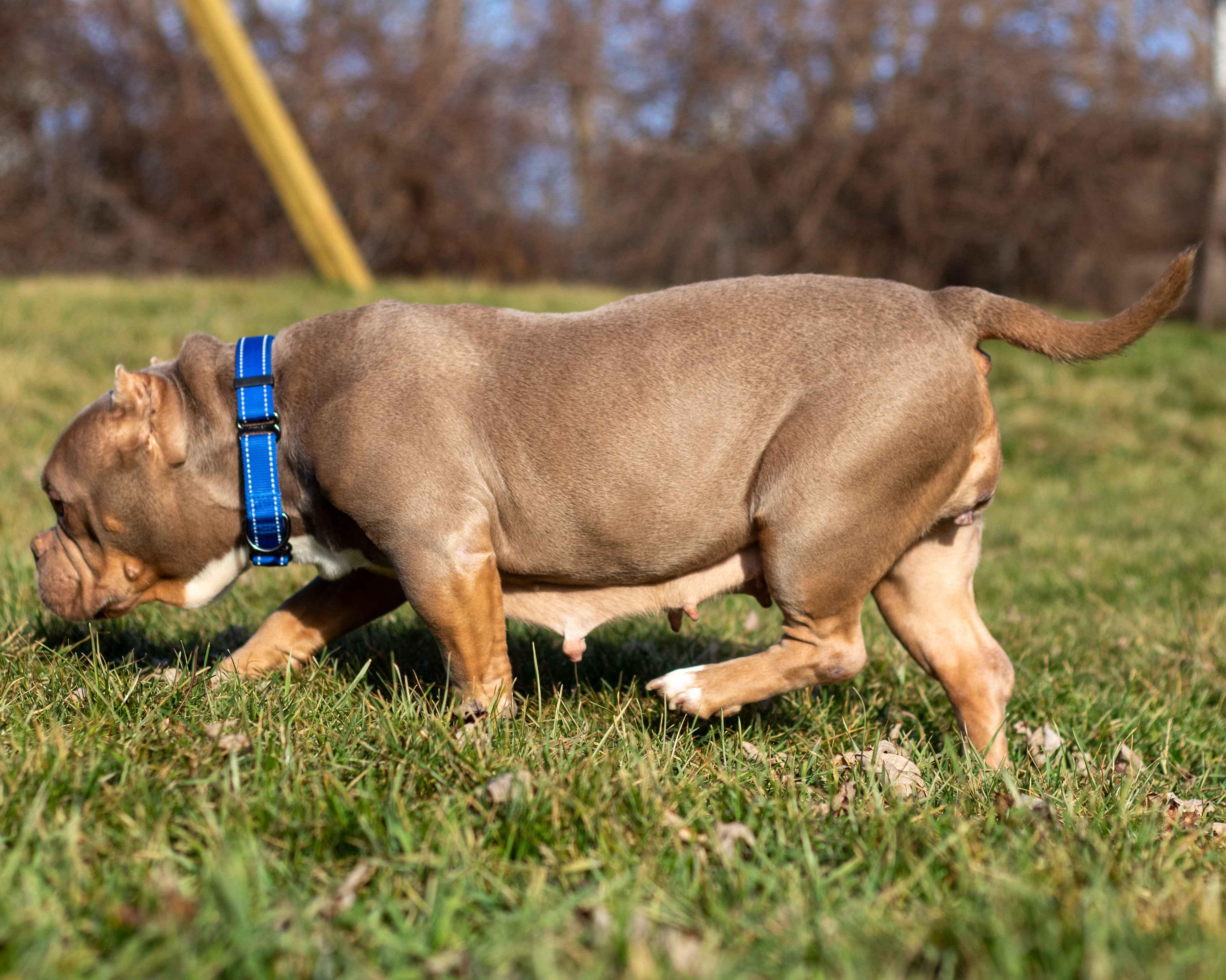 Enlarge Constance, a Adoptable mixed breed image 5/6
